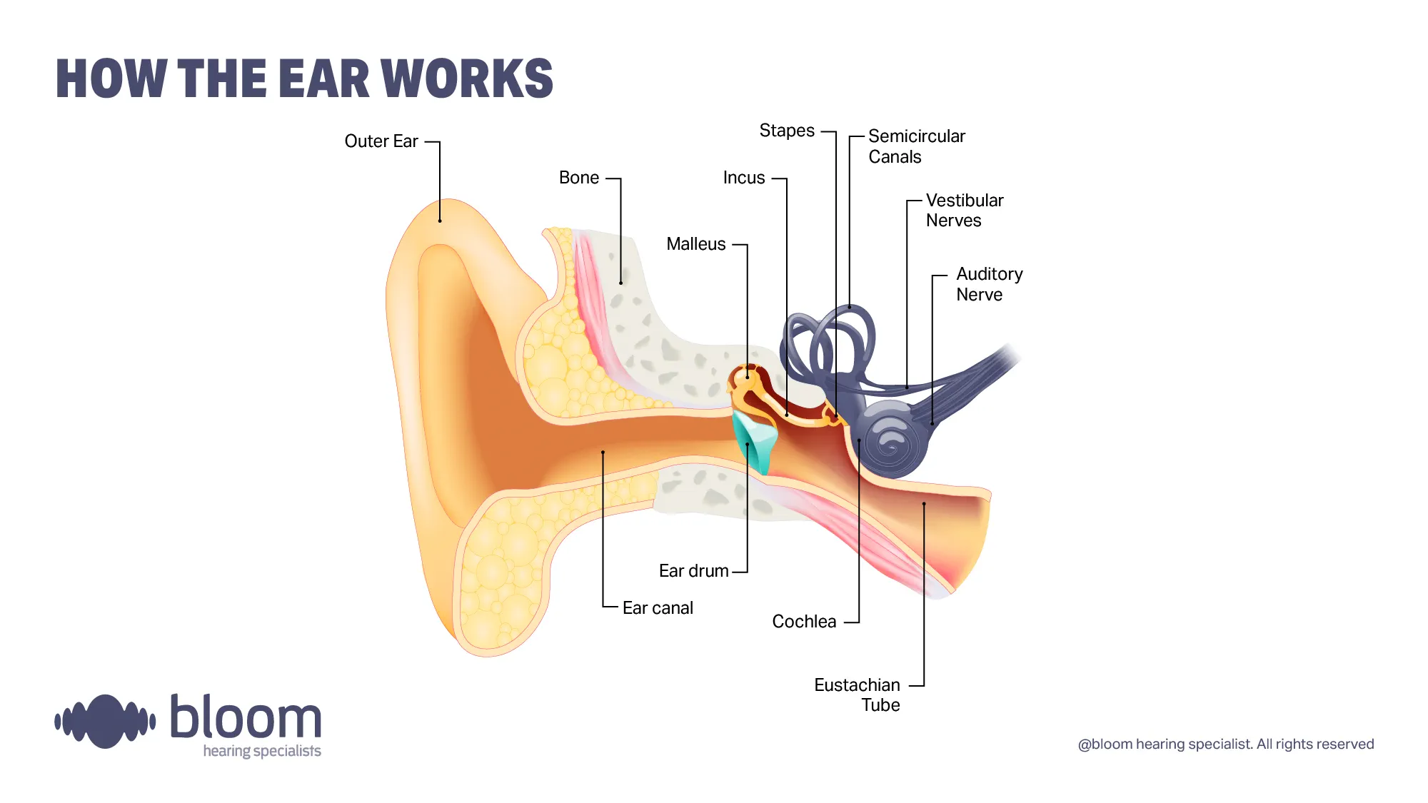 how-the-ear-works-16by9